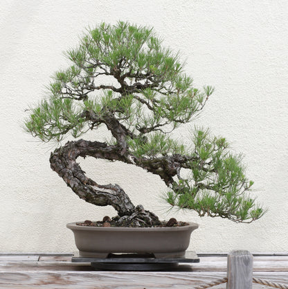 Bonsai Tree | Seed Grow Kit