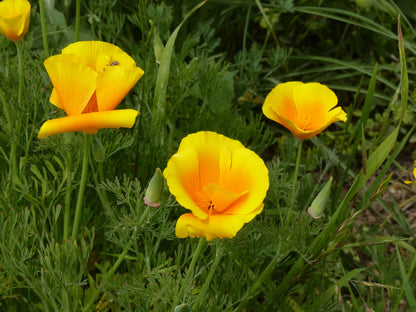 California Poppy | Seed Grow Kit