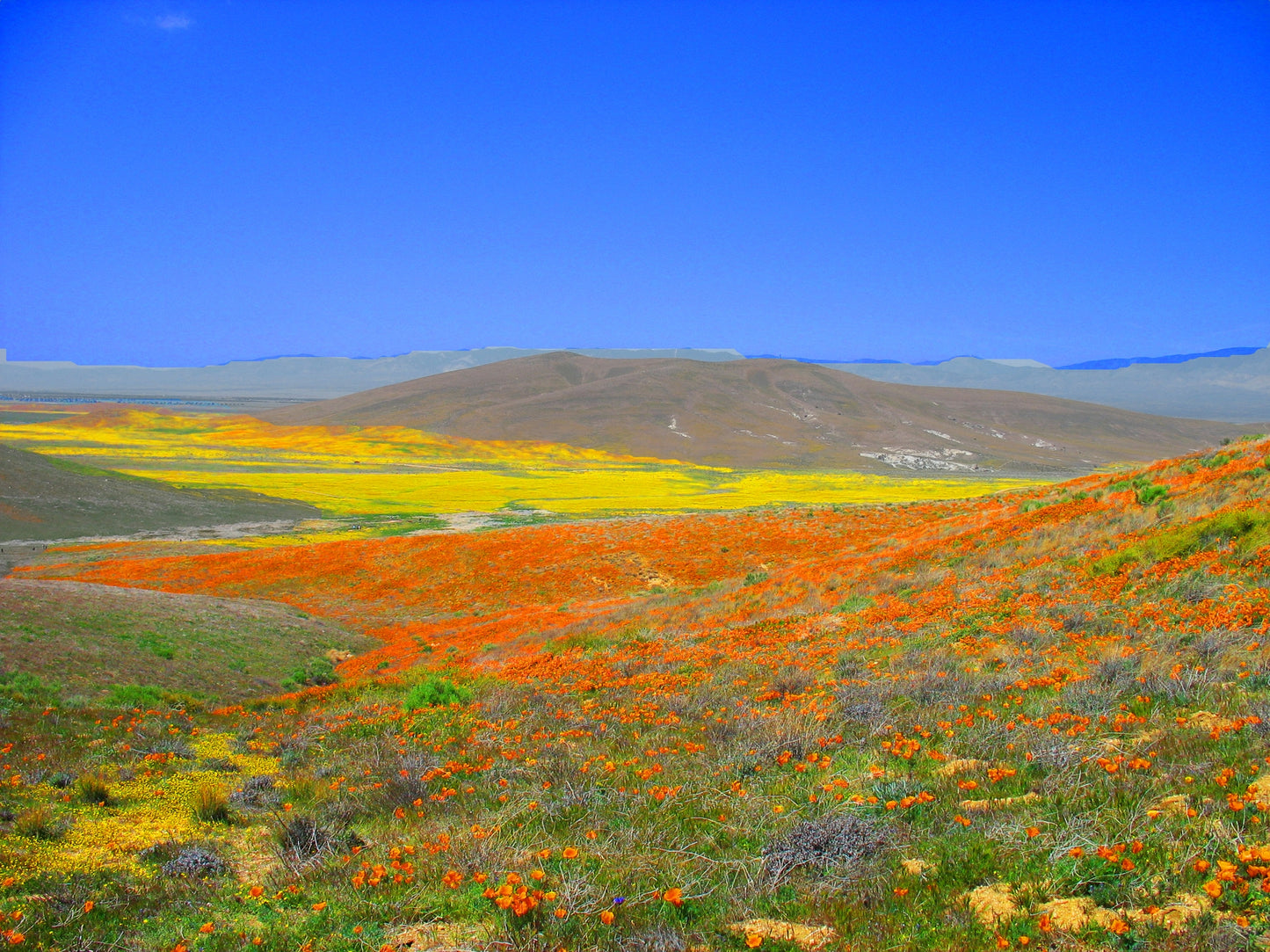 California Poppy | Seed Grow Kit